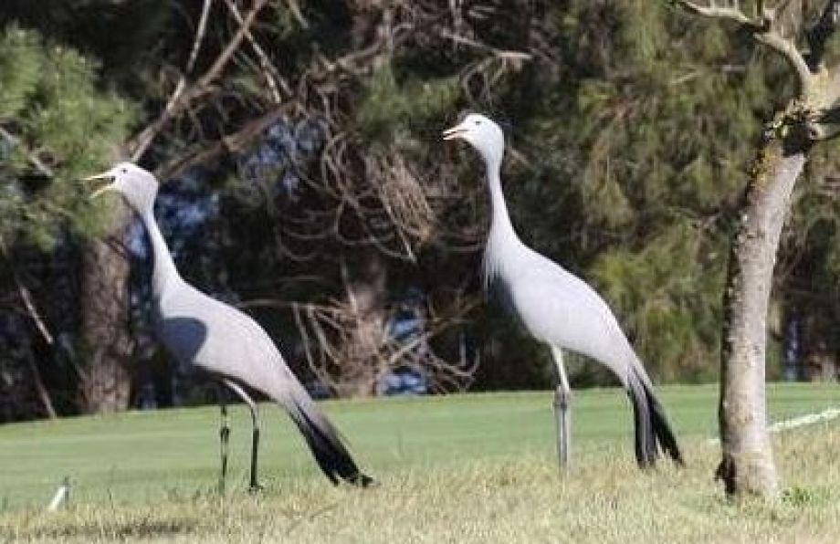 Bird life at Theewater Sports Club